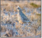 Quail Season Outlook Surprisingly Decent Given Tough Summer