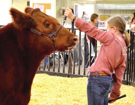 Harper Johnson – Cattle Showmanship, Junior