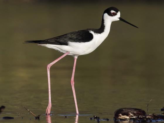 Shorebird Tour at Nazareth is August 26