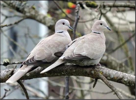 A PAIR OF BONUS BIRDSEurasian or collared doves have added to the dove hunting action for sportsmen across the Panhandle and Rolling Plains. There's no bag limit on these doves, though careful target identification is required.