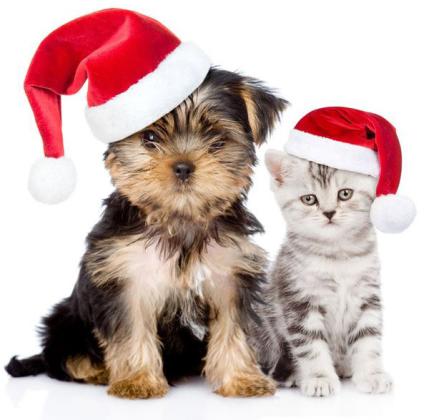 Pet Talk