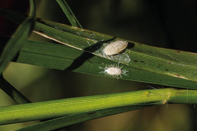 Pasture mealybugs are expanding rapidly and damaging pastures in a growing number of Texas counties. (Hannah Harrison/Texas A&amp;amp;M AgriLife)