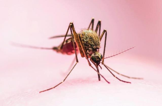 EPA releases GE mosquitoes, ignores warnings