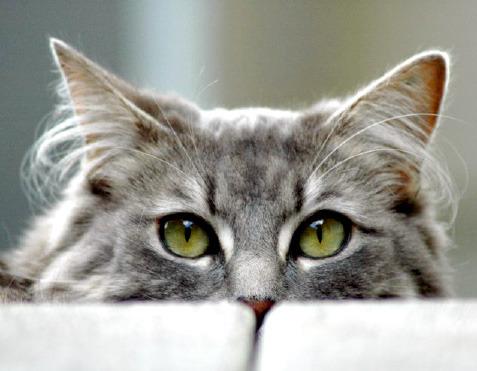Pet Talk