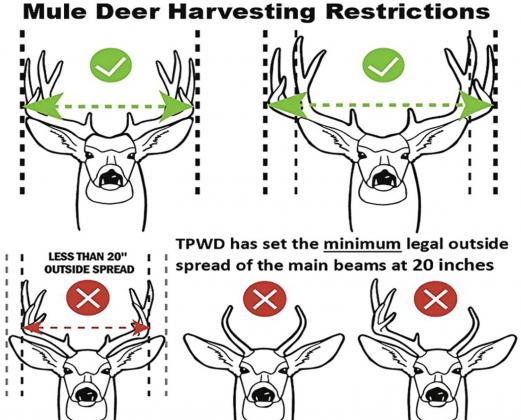 Game wardens increase mule deer patrols