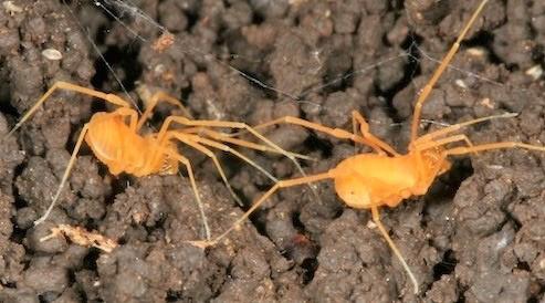 Feds claim control of land over arachnoid