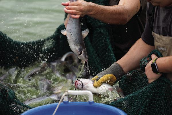 Production for Texas aquaculture remains steady, but producers have dealt with a host of challenges related to heat and drought, including higher water input costs, algal blooms and low dissolved oxygen levels due to high temperatures. (Laura McKenzie/Texas A&amp;M AgriLife)