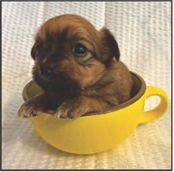 Pet Pic of the Week