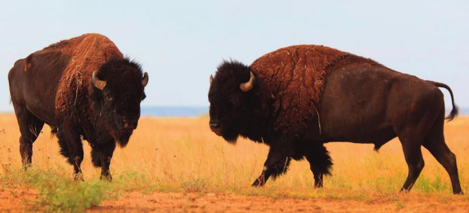 The Official Texas State Bison Herd at Caprock Canyons represents the last remaining examples of the Southern Plains variety.