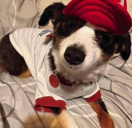 Blitz belongs to Rita Balderaz. To enter your pet in the Hereford BRAND’s Pet Pic of the Week contest visit us on Facebook and submit your picture there. Winners receive a free one year online subscription to the Hereford BRAND or some Hereford BRAND merchandise. Winners need to come by 205 E. Park Avenue to the Brand office to claim their prize.