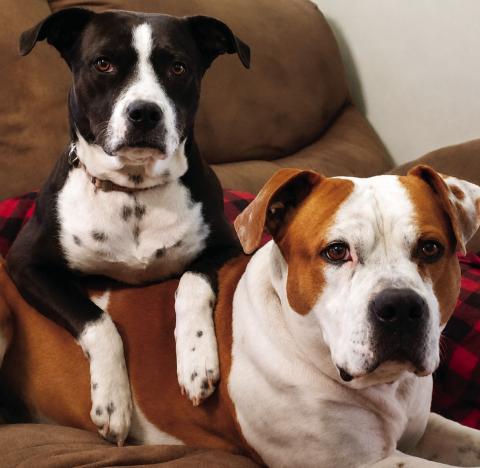 Khloe and Killer belong to Prescillia Valadez. To enter your pet in the Hereford BRAND’s Pet Pic of the Week contest visit us on Facebook and submit your picture there. Winners receive a free one year online subscription to the Hereford BRAND or some Hereford BRAND merchandise. Winners need to come by 205 E. Park Avenue to the Brand office to claim their prize.