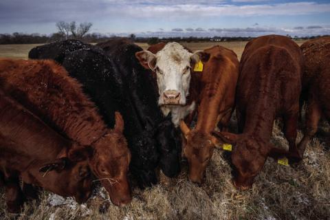Texas A&amp;M AgriLife experts anticipate a slower cattle herd rebuild and tighter cattle supplies will continue to ripple from cow-calf operations all the way to grocery stores (Courtney Sacco/Texas A&amp;M AgriLife)
