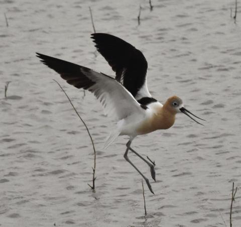 Shorebird field day set for August 26 at Nazareth