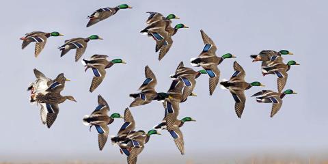 TRY FOR THE DRAKES--There are significantly more drakes than hens across all duck species. That's reason enough for duck hunters to try harder to bag drakes and leave hens. This swarm of mallards descending toward the decoys contains mostly drakes and few hens, reason enough to bag the greenheads and leave the Susies.