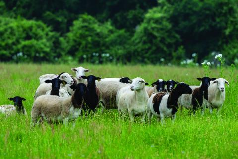 The sheep and goat market has experienced typical seasonal supply and demand forces that are driving prices higher. (Michael Miller and Courtney Sacco/Texas A&amp;M AgriLife)