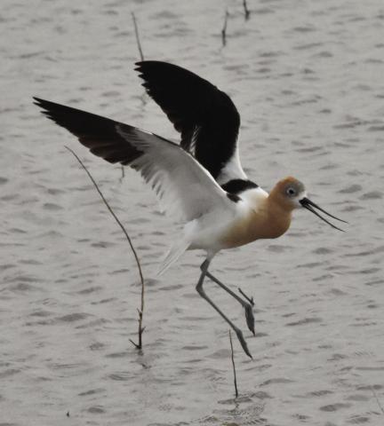 Shorebird field day set for August 26 at Nazareth