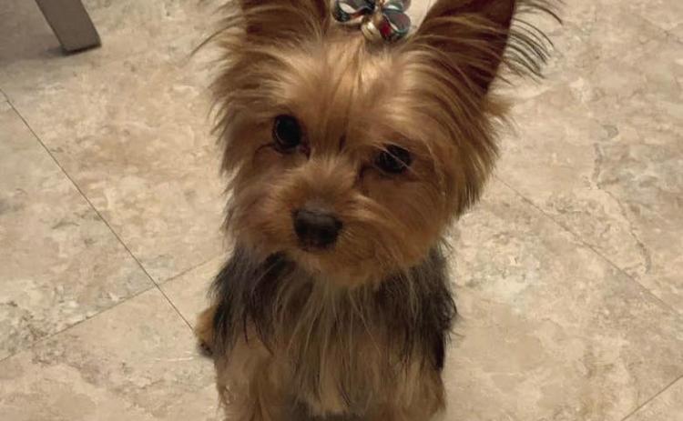 Amorhett belongs to Margaret Avila. To enter your pet in the Hereford BRAND’s Pet Pic of the Week contest visit us on Facebook and submit your picture there. Winners receive a free one year online subscription to the Hereford BRAND or some Hereford BRAND merchandise. Winners need to come by 205 E. Park Avenue to the Brand office to claim their prize.