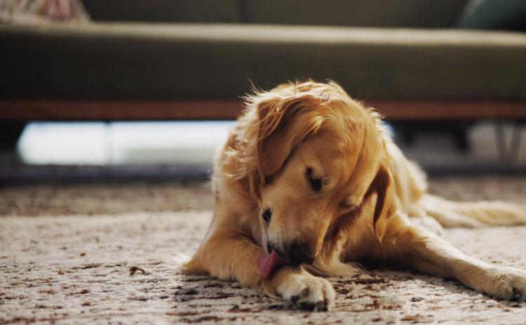 TEXAS A&M PET TALK