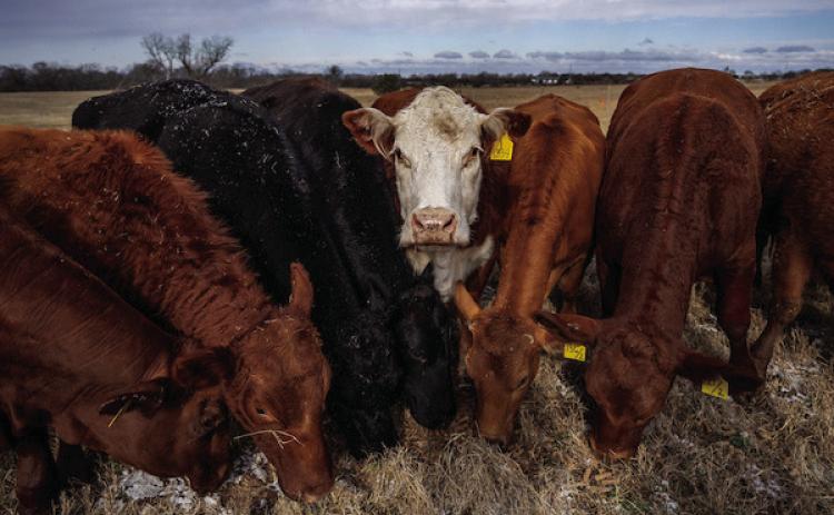 Texas beef herd signals higher prices ahead for producers, consumers