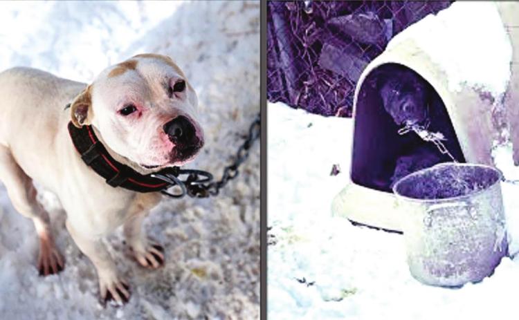 Hundreds of pets died in Texas during the recent storm due to owner neglect and abuse. Animals were left outside to die. Dogs were found frozen solid in inadequate dog houses in sub-zero temperatures. Safe Outdoor Dogs Legislation is being heard by the House Criminal Jurisprudence Committee to establish basic standards of care to protect animals against extreme outdoor temperatures and other safety factors.