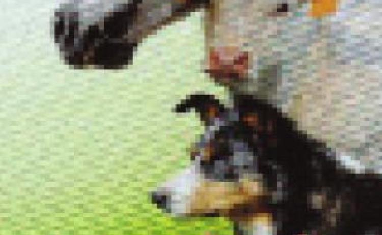 Pet Talk