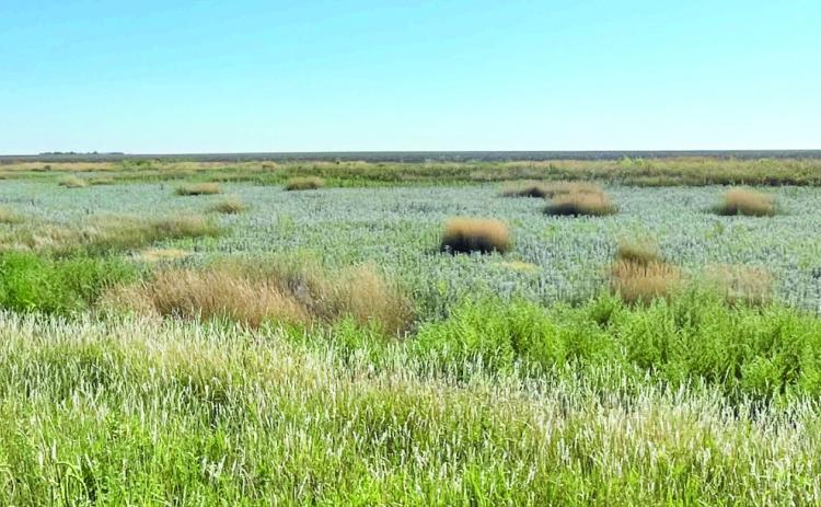 Pheasants Forever Chapter President Restores Playas Across the Texas Panhandle