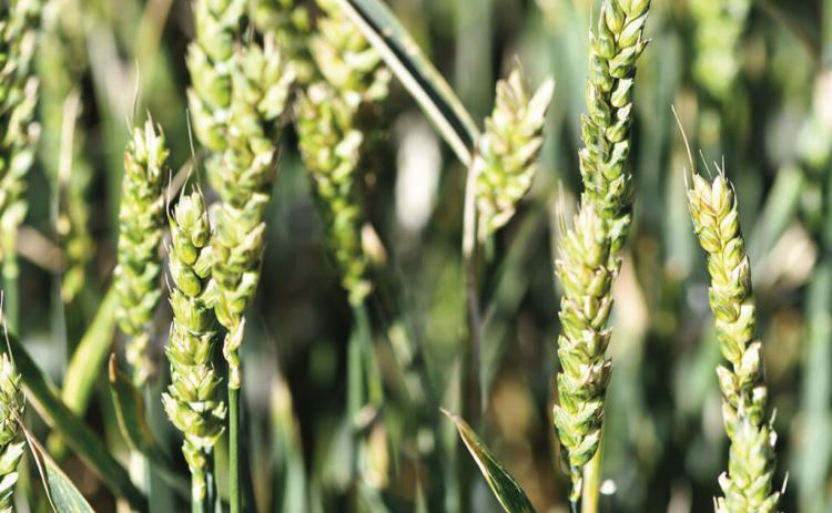 There will be a Wheat Insect and Disease Scouting School on Sept. 16 at the Texas A&amp;M AgriLife Extension Service office for Randall County in Canyon. (Kay Ledbetter/Texas A&amp;M AgriLife)