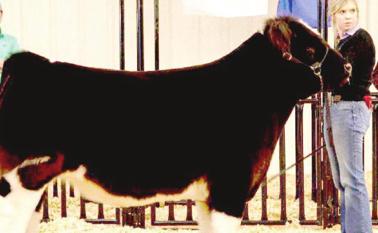 Shelby Annen – Grand Champion Steer