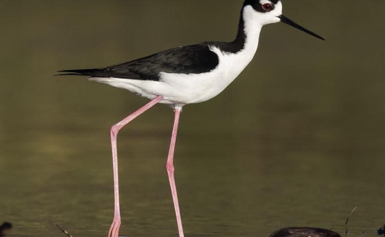 Shorebird Tour at Nazareth is August 26