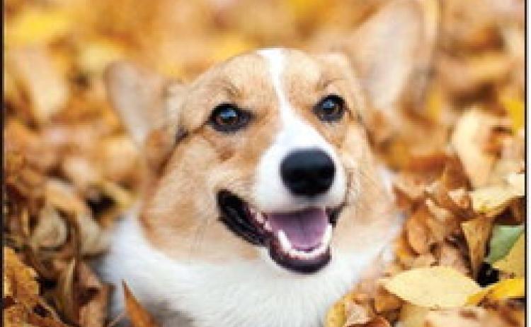 Pet