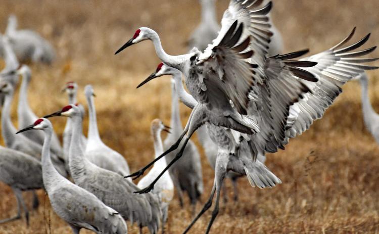 ENDURING FALL HERALDS--Sandhill cranes have been harbingers of fall for thousands of years. Their bugling calls sound over great distances and announce the spiraling flights of migrating cranes arriving in the Panhandle usually starting in October. Texas Parks and Wildlife Department Waterfowl Program Leader Kevin Kraai of Canyon says the long-time wintering pattern of sandhill cranes in the Panhandle appears to be changing due to unrelenting heavy hunting pressure created by hunting outfitters.