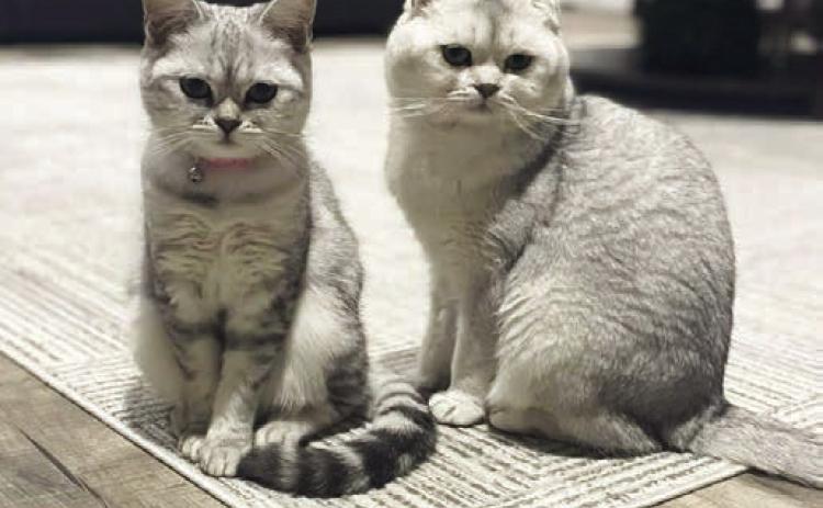 Kaluah and Whiskey belong to Amy Rodriguez. To enter your pet in the Hereford BRAND’s Pet Pic of the Week contest visit us on Facebook and submit your picture there. Winners receive a free one year online subscription to the Hereford BRAND or some Hereford BRAND merchandise. Winners need to come by 205 E. Park Avenue to the Brand office to claim their prize.