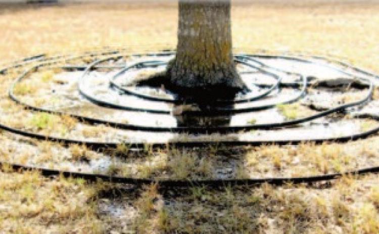 Watering trees during  drought critical