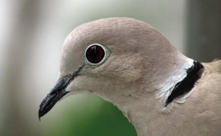 TWO TO TRY FOR--Both mourning and collared doves will be legal game on opening day of dove season September 1. The difference between the two species, a distinctive black ring at the back of the collar, is evident upon close examination of collared doves, but not mourning doves.