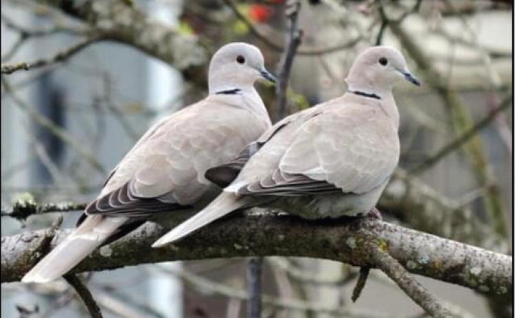 A PAIR OF BONUS BIRDSEurasian or collared doves have added to the dove hunting action for sportsmen across the Panhandle and Rolling Plains. There's no bag limit on these doves, though careful target identification is required.