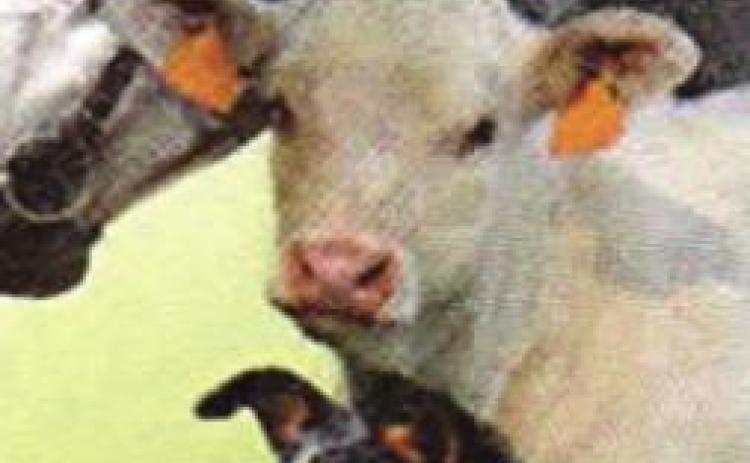 Pet