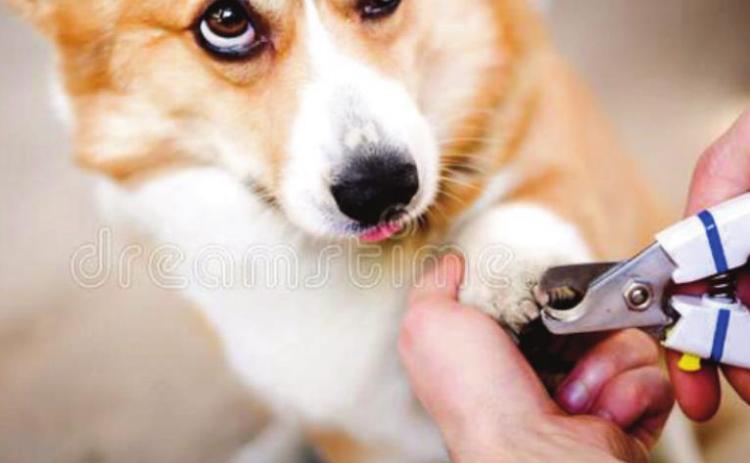 Pet Talk