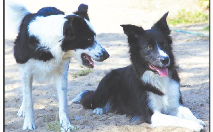 Abbott signs Safe Outdoor Dogs Act into law