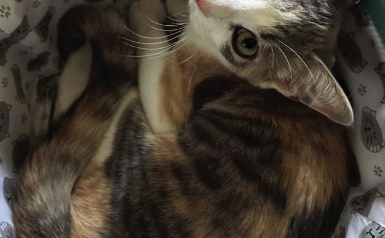 Pet Pic of the Week