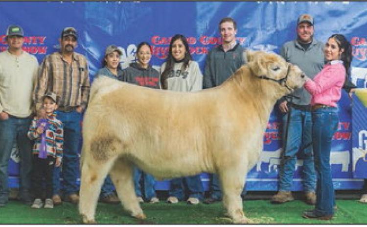 Kaylin Acker and the Grand Champion Steer at the Nazareth Stock Show.