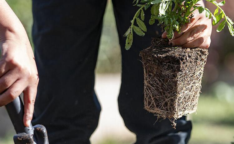 Picking the right plant and preparing soil are important in setting up a garden. (Photo by Texas AgriLife Extension)