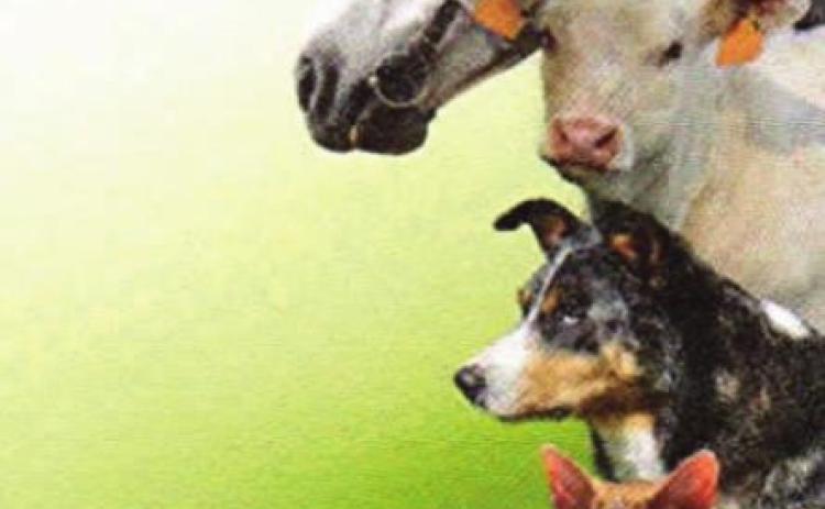 Pet Talk