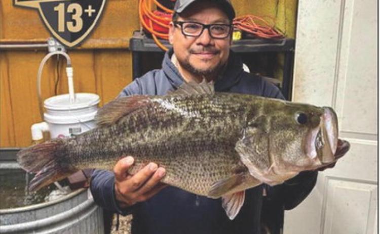 A THREE-PEAT--Ross Gomez of Post caught the lone Legacy Lunker bass to come from Lake Alan Henry in the 2026 ShareLunker season, a 14.74 pound 25 incher on January 22.Gomez’s catch became the 32nd all-time Legacy Class Lunker for Alan Henry and put the water body on the board for the second year in a row. Ironically, the Legacy Lunker fish Gomez caught in January was the exact same Legacy Class fish he had caught on two previous occasions in almost the same location.