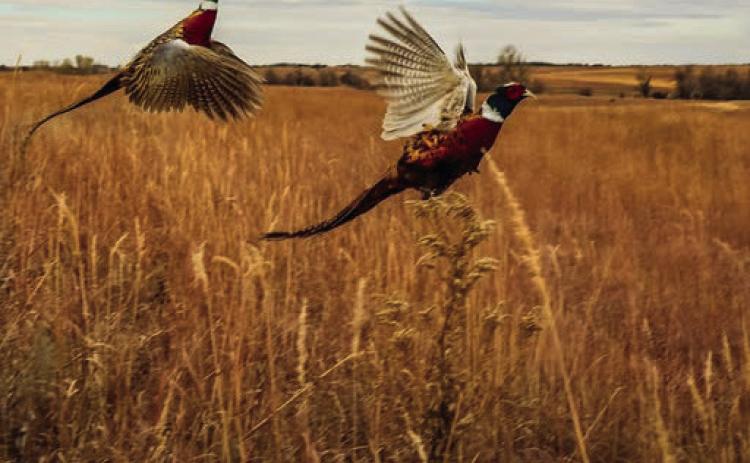 Despite good rains, pheasant numbers are up only slightly