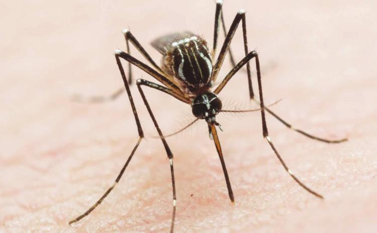 Mosquito populations