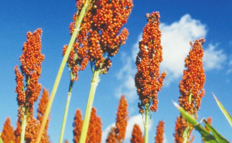 Sorghum Checkoff Program