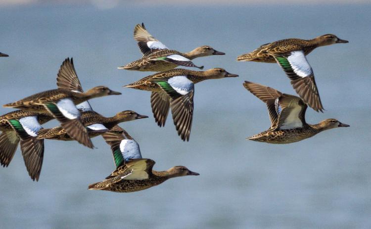 BLUEWING NUMBERS DOWN--Blue-winged teal are the second smallest duck in North America and are highly distinctive during flight due to their bright blue wing patch. When they arrive in September, drakes and hens are colored much alike. Drakes later sport blue heads and a white crescent in front of the eye in breeding plumage. Populations are highly responsive to wetland conditions and in this year’s dry times, numbers are down.