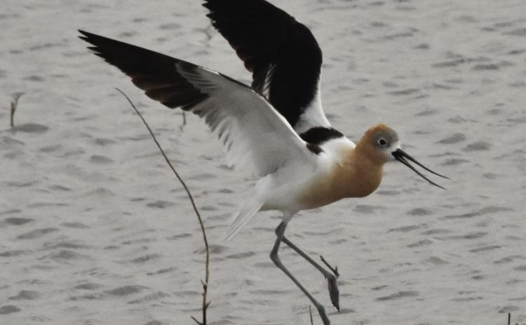 Shorebird field day set for August 26 at Nazareth