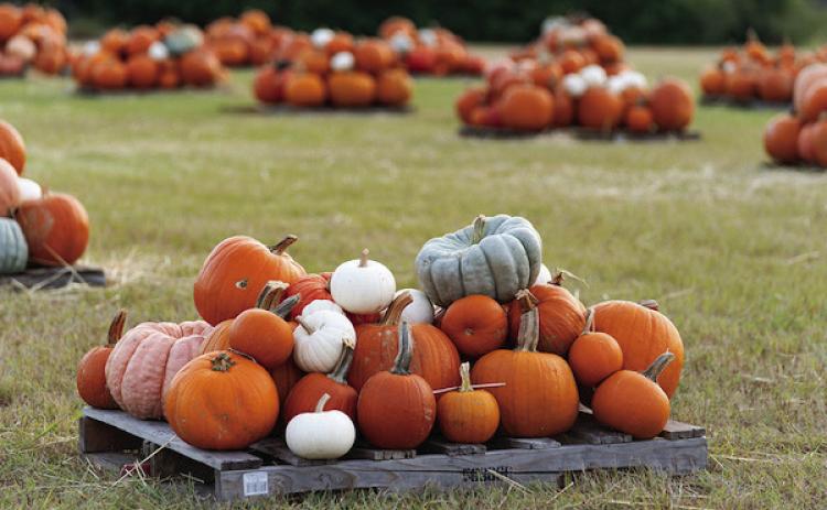 Consistent summer rains spur this year’s pumpkin harvest