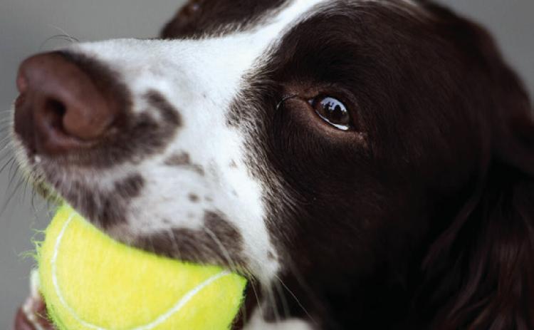 When Pets Choke: Knowing What To Do Can Save A Life A favorite toy or treat can become dangerous in an instant if it becomes lodged in a pet’s airway.